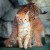 【海外】普通の猫に育てられたオオヤマネコが可愛い